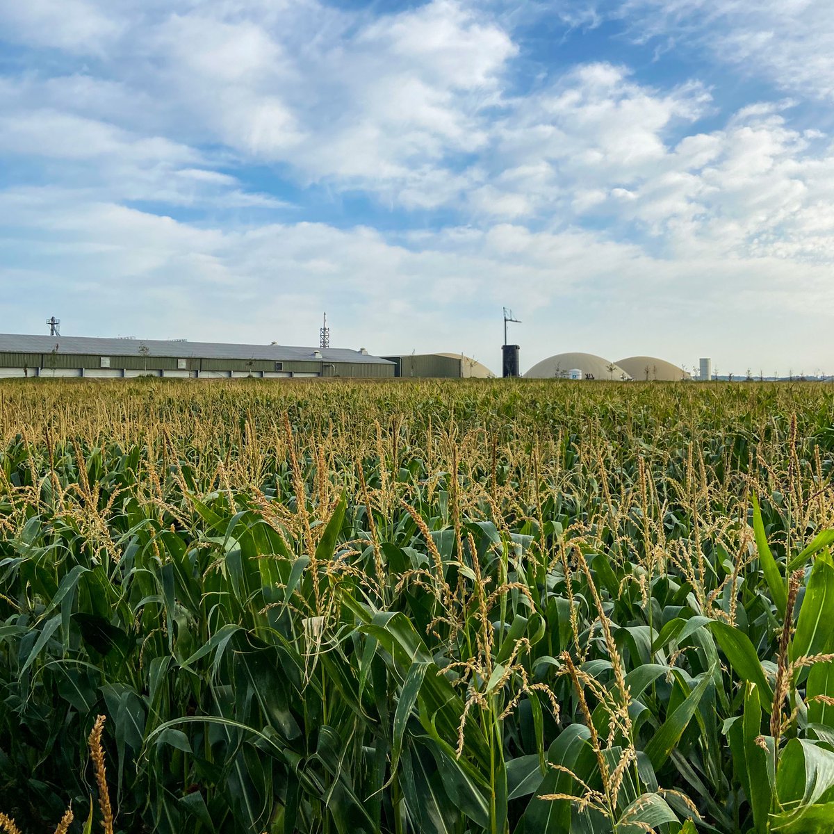 evg_europe's tweet photo. It’s the first day of autumn! Our autumn harvests are well underway with more to come. This maize field at Rotherdale Farm will be combined in the next fortnight. And then it’ll be time for us to plant our winter wheat! 🌾 #britishfarming #maizefield https://t.co/FtdNVTlUYT