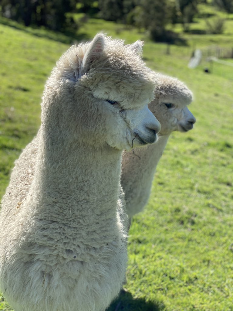 Има ли нешто послатко? 😊🦙🦙#alpacas