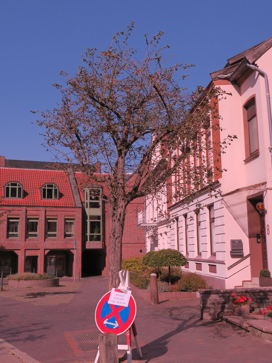 Saltytrees's tweet photo. Baumleichen. #Mölln #Rotdorne #Bergstraße #Dürre #Streusalz #Klima https://t.co/Nf1UjQyIgl