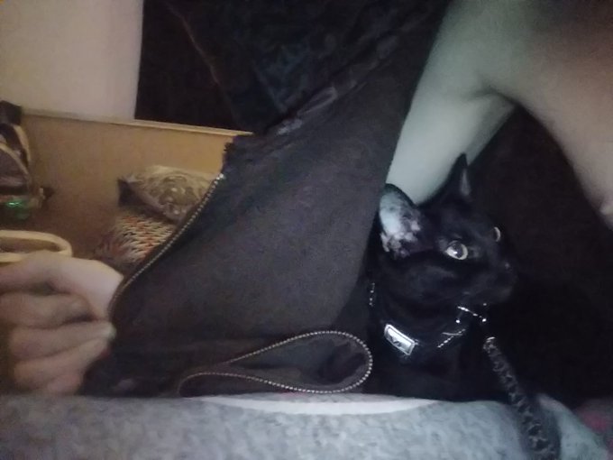 Also LOOK AT MY CAT SHES CUTE https://t.co/HwBdEuxC2Q<a href="/tag/beauty"class="tags"><span>#beauty</span></a><a href="/tag/makeup"class="tags"><span>#makeup</span></a><a href="/tag/loveyourself"class="tags"><span>#loveyourself</span></a><a href="/tag/nails"class="tags"><span>#nails</span></a><a href="/tag/sinfulcolors"class="tags"><span>#sinfulcolors</span></a>