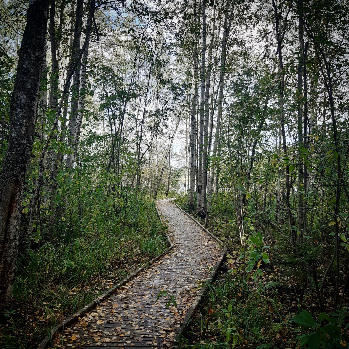 klaura_wild's tweet photo. I just got in here! Let's see how this starts to keep going!
Hey, I'm Laura, 28 yrs old and my passion is nature photos. This one is from Lahti, merrasjärvi.
#lahti #visitlahti #nature #NaturePhotography #luonto #luontokuvaus #retki #retkipaikka #suomi #Finland https://t.co/dxjcda89bd