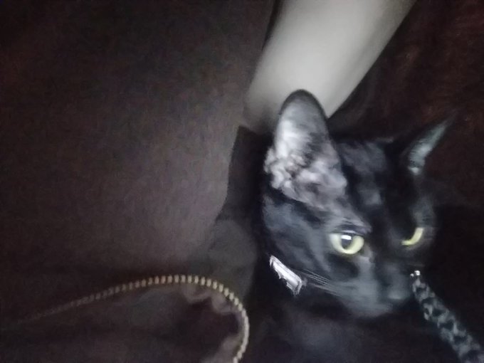 Also LOOK AT MY CAT SHES CUTE https://t.co/HwBdEuxC2Q<a href="/tag/beauty"class="tags"><span>#beauty</span></a><a href="/tag/makeup"class="tags"><span>#makeup</span></a><a href="/tag/loveyourself"class="tags"><span>#loveyourself</span></a><a href="/tag/nails"class="tags"><span>#nails</span></a><a href="/tag/sinfulcolors"class="tags"><span>#sinfulcolors</span></a>