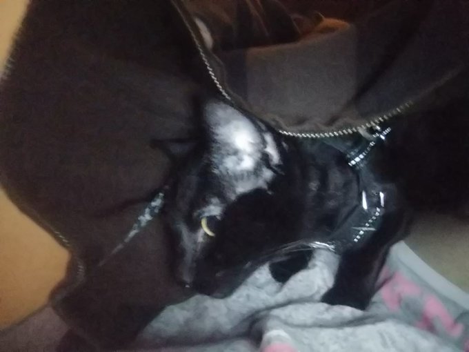 Also LOOK AT MY CAT SHES CUTE https://t.co/HwBdEuxC2Q<a href="/tag/beauty"class="tags"><span>#beauty</span></a><a href="/tag/makeup"class="tags"><span>#makeup</span></a><a href="/tag/loveyourself"class="tags"><span>#loveyourself</span></a><a href="/tag/nails"class="tags"><span>#nails</span></a><a href="/tag/sinfulcolors"class="tags"><span>#sinfulcolors</span></a>