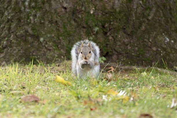 WagnerCollege's tweet image. Sweata Weatha 🍃🍂🍁🐿
#finallyhere #firstdayoffall