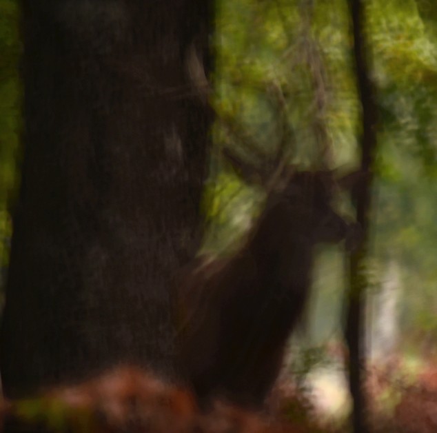 CATASTROPHE ! Toutes mes photos sont bougées et inexploitables ! La pénombre m'a fait prendre un temps de pause trop long (le flash étant impossible) !Pour vous donner une idée en voici une qui aurait dû être magnifique...(9/20)