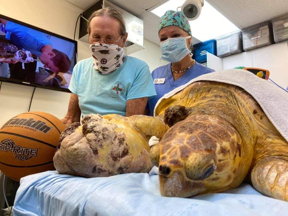 FundacionAvista's tweet photo. Un tumor enorme fue removido a esta #tortugamarina en hospital especializado en Florida Te recordamos que NO debes consumir carne de tortuga marina, no tienen control sanitario, no sabes que enfermedad padecen y están en extinción
👉 https://t.co/tEDSYeq7mI
📷 #theturtlehospital https://t.co/gQww5J8rvV