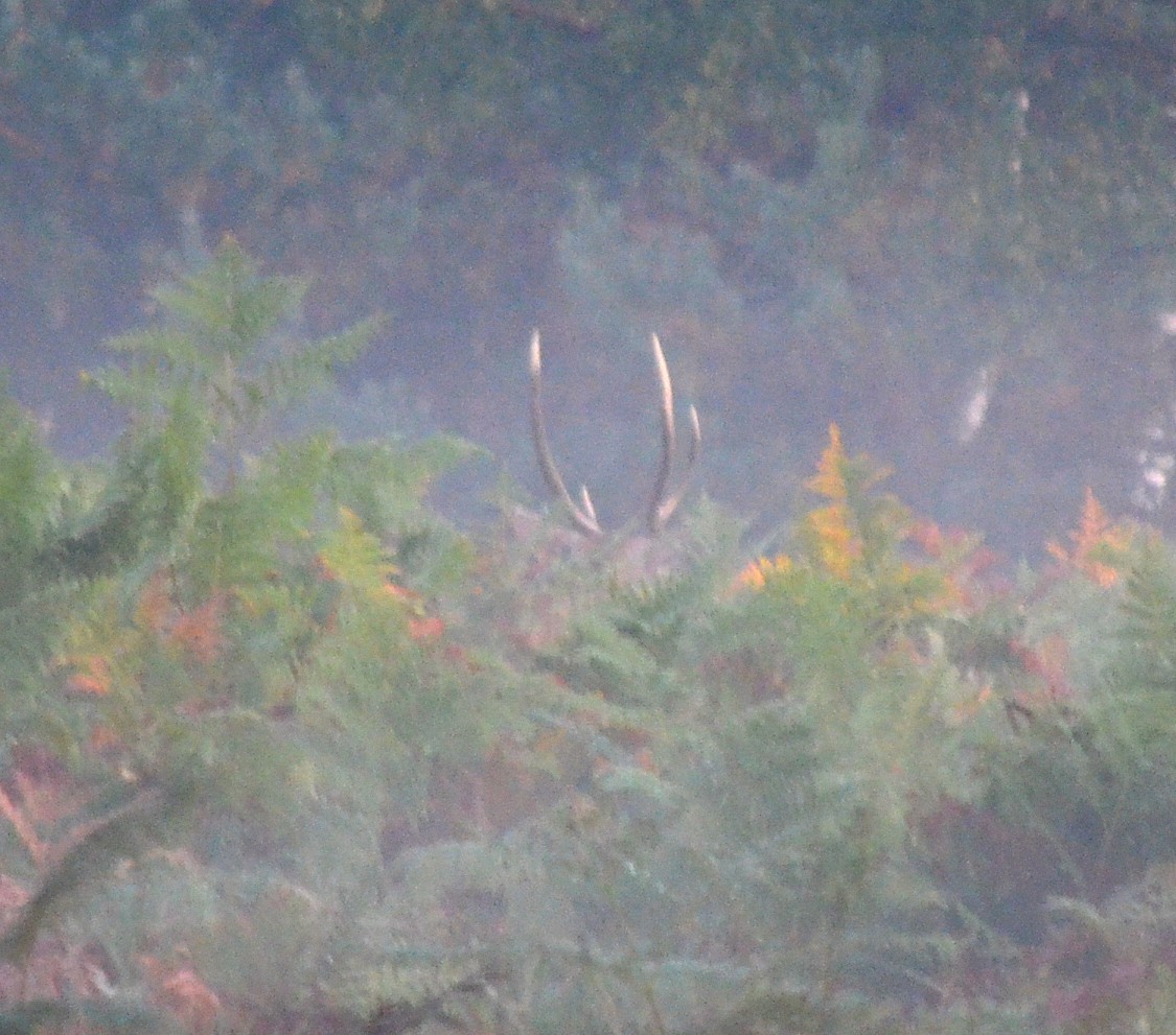 En voici une autre un peu "moins pire", et la seule exploitable où l'on aperçoit les bois du cerf rentrant dans les fougères(10/20)