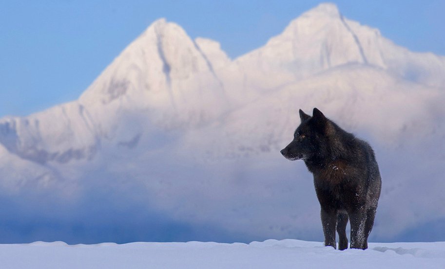 hourlywolvesbot's tweet image. HourlyWolves presents: