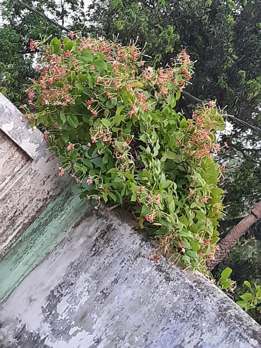 therealsoil_'s tweet photo. The great Bouquet 😍💐 
#therealsoil https://t.co/n7QYeCKBNk