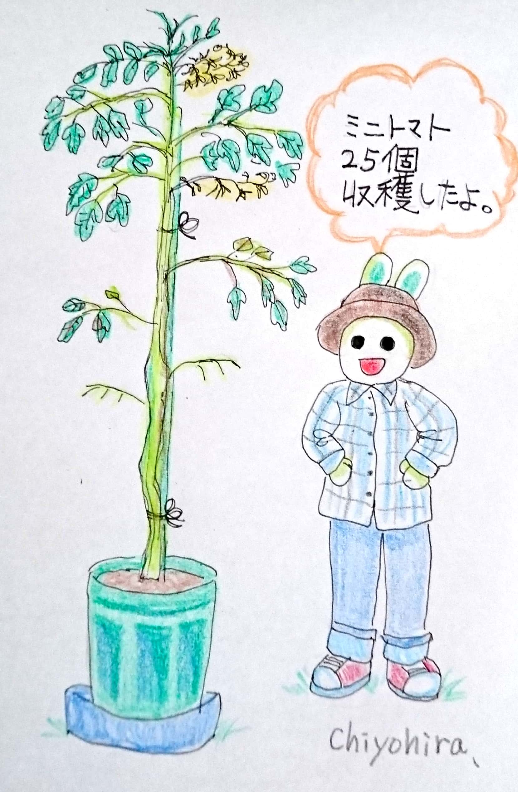 تويتر ちよひら على تويتر ツキちゃんと家庭菜園15 スーパーで買ったミニトマトが160 位の高さになるとはしりませんでした カラスや虫に食べられなくて良かったです アナログイラスト イラスト好きな人と繋がりたい お絵描き 家庭菜園 ミニトマト