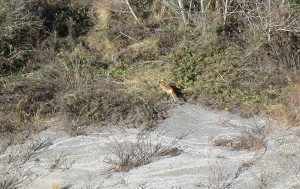VADMME's tweet photo. A stealthy red fox was spotted at Vulcan Materials, Lawrenceville Quarry in Brunswick County, Virginia. #vaminingandwildlife https://t.co/64B0SwSYpQ