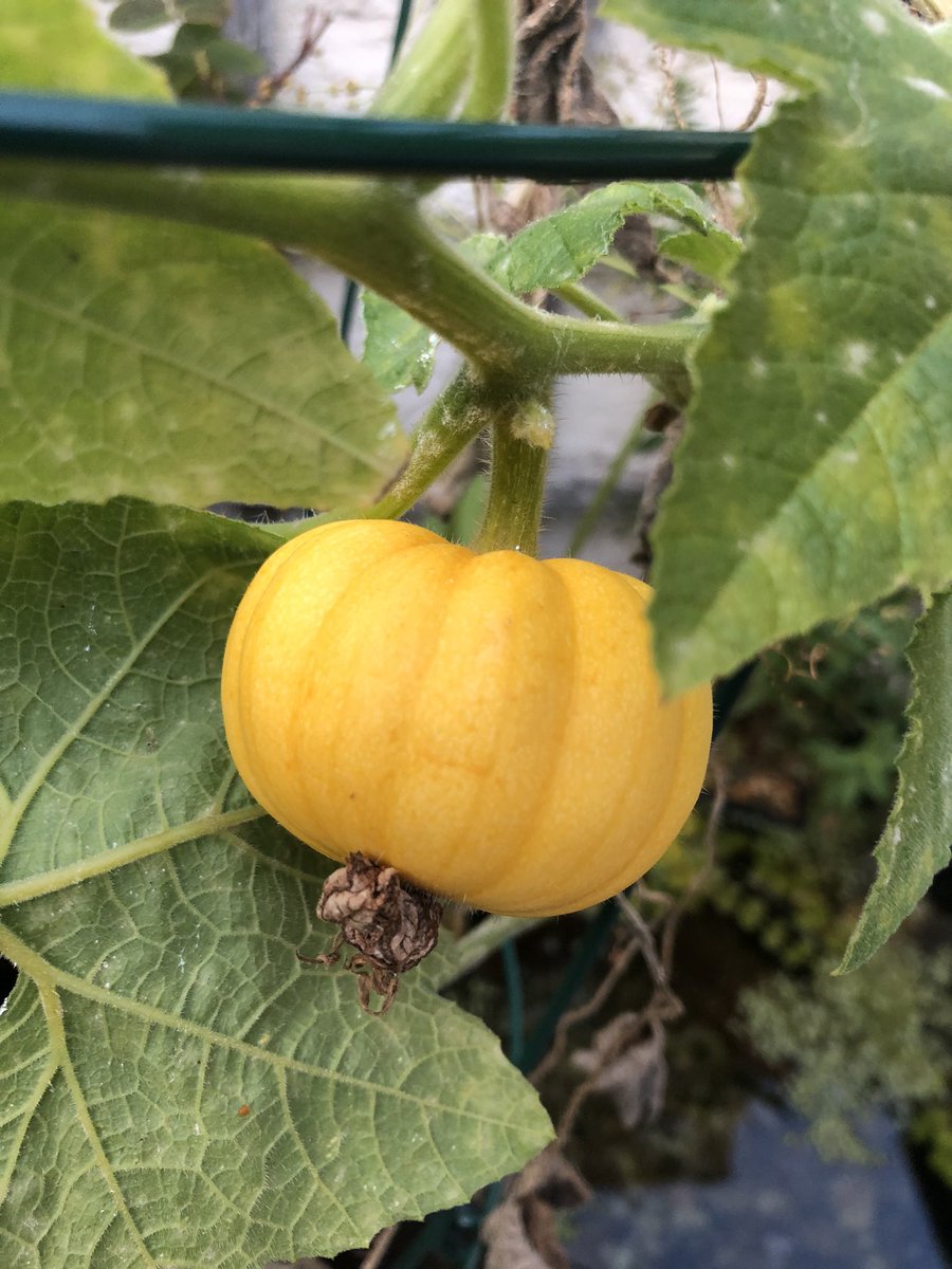 Jinjar247's tweet photo. 🎃Pumpkin Update 🎃
3 more getting to a nice size now.
#MiniPumpkins #JackBeLittle https://t.co/khli1zegP3