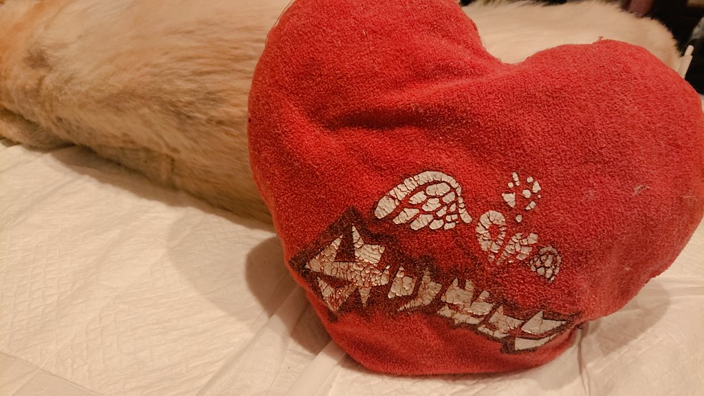 wancachan's tweet photo. 【ご報告】
いつも応援ありがとうございます。

きゃっちゃんは本日9月22日午前3時半頃に、家族に見守られながら空へ旅立って行きました。
寝返りをさせようと思ったら､､､急変し静かに。。
まだ受け入れられなくて、なでなでしたくてたまりません。現在は火葬も終わり、無事に帰ってきました🌼 https://t.co/0iaiOcMo4t