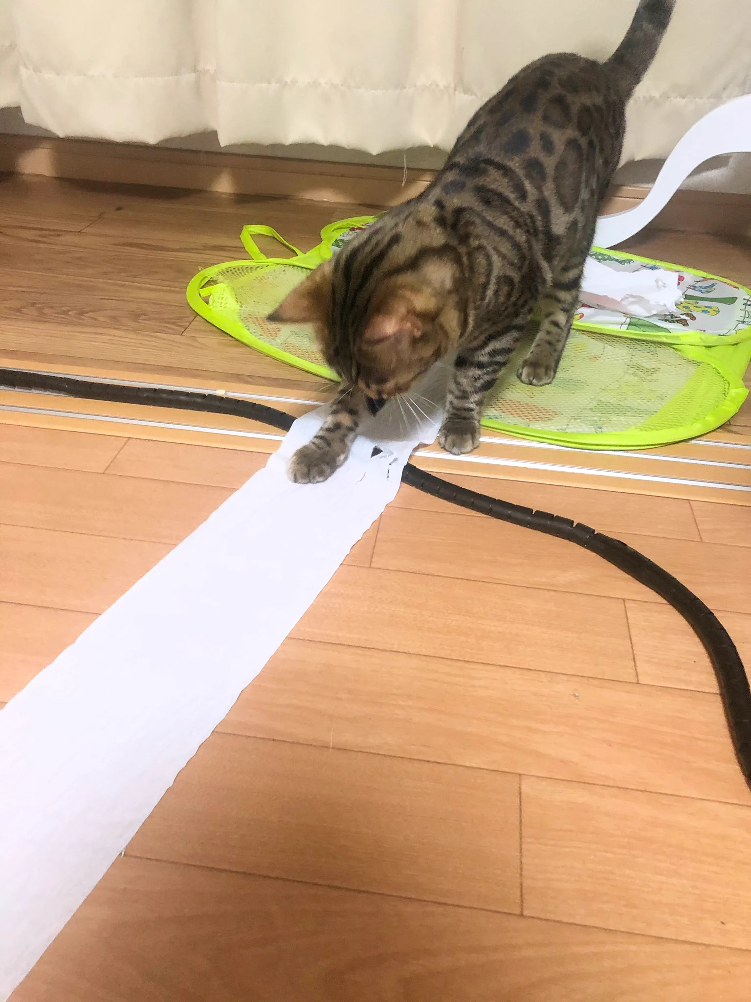 あの…もしもし？もしやそちらは人間が尻を拭くためのものでは？ｗｗ