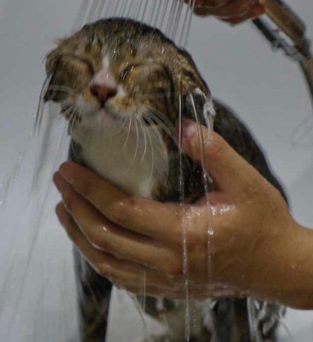 bebsays's tweet image. เห็นไอฝั่งซ้ายมาตลอดพึ่งเห็นน้องตัวต้นฉบับ หนูรู้กกก55555555