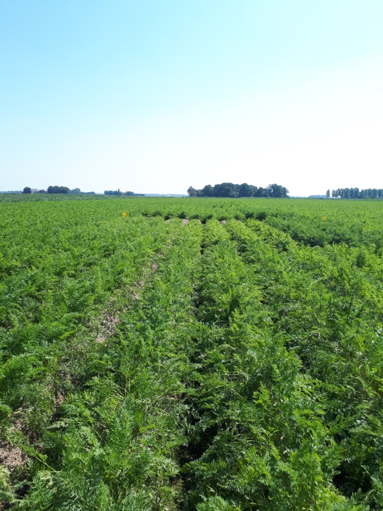 'Samen op weg naar weerbare gewassen’ Landelijke Dag B-peen op 7 oktober met ook Delphy, <a href="/vandegrond/">Van de Grond</a> #Peenacademie Broere beregening, <a href="/KoppertNL/">Koppert Nederland</a> <a href="/ReesinkAgri/">REESINKAgri</a> <a href="/DeGroeneVlieg/">De Groene Vlieg</a> <a href="/HLBbv/">HLB</a> @Nemacontrol Carosem <a href="/BayerCropNL/">Bayer Crop Science NL</a> <a href="/Wesemaelbv/">R. van Wesemael b.v.</a>  
 delphy.nl/microsite/de-l…