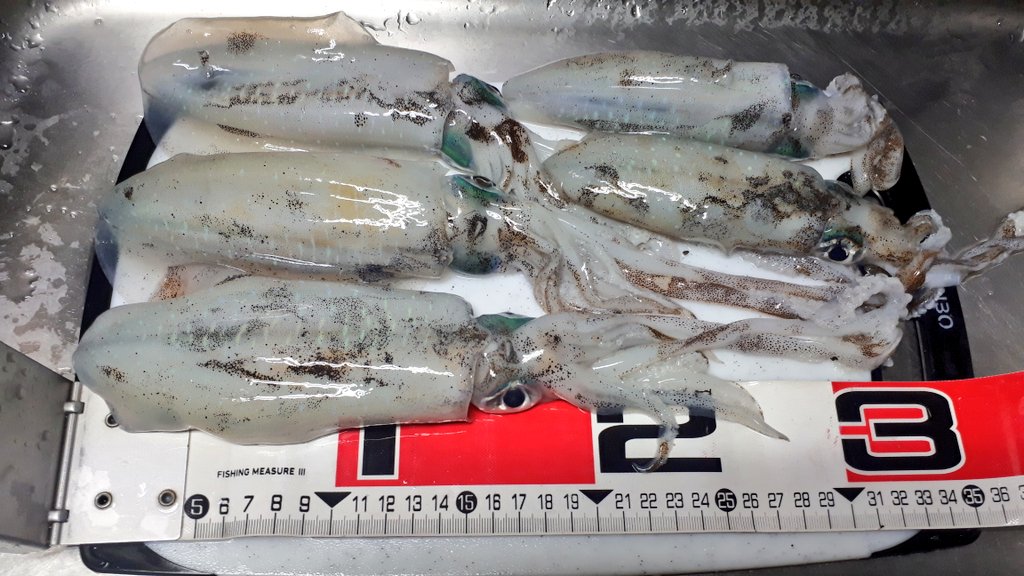 エギ王kシャロー Twitter Search Twitter