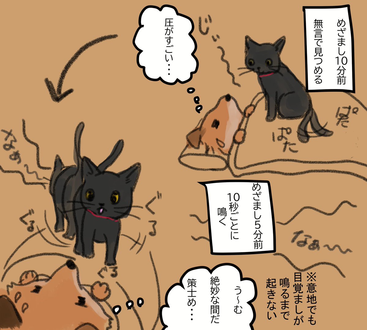 朝のルーティン。
#猫のいる幸せ #猫のいる暮らし #猫 