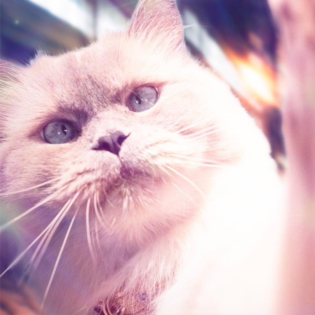 meowmix's tweet image. Can you spot 🔍 the three differences in these images of Luna, or are you too distracted by her beauty? 😽 #MeowReMix