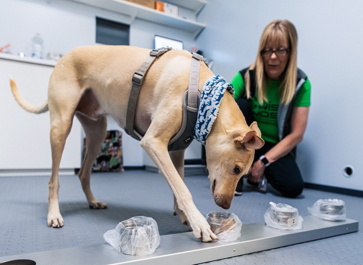 Finland brings in dogs at airports to 'sniff out' COVID-19 🐶