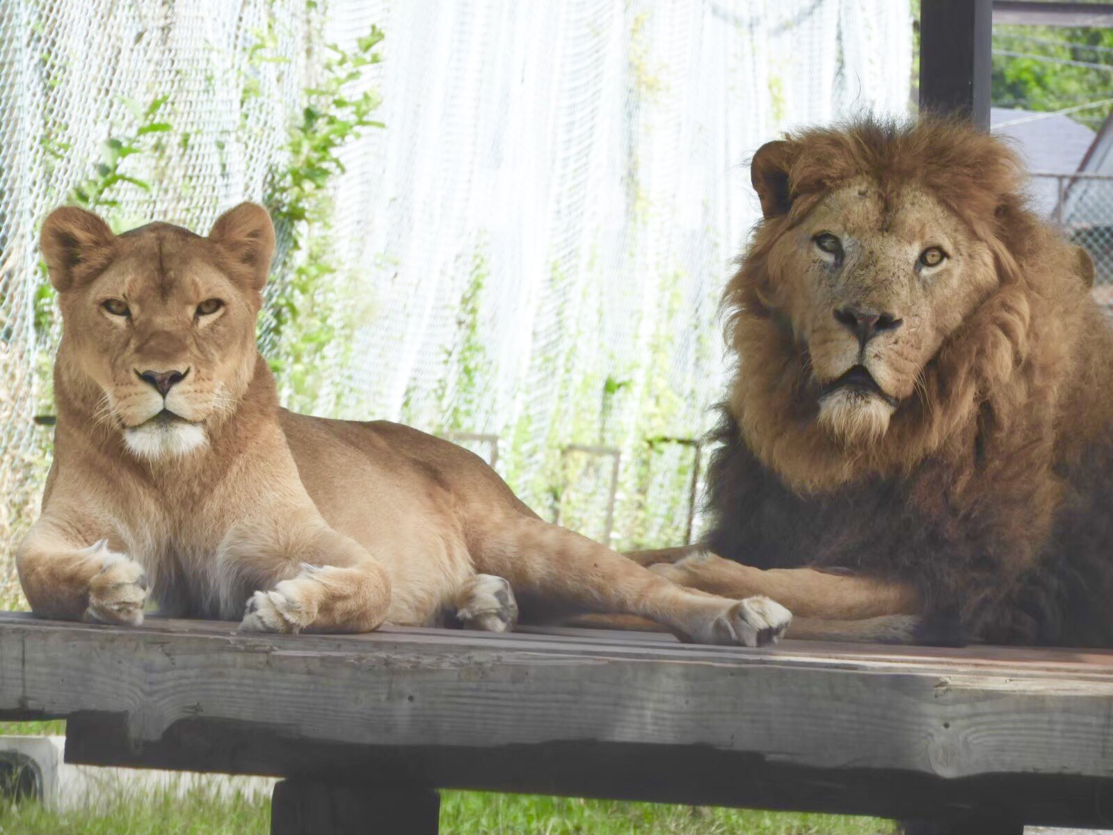 那須サファリパーク 今日は那須サファリパークの自慢の三つ子ライオン アンコ キナコ タマコの8歳の誕生日です 3姉妹仲良く立派に成長してます 是非お祝いしてあげてください お誕生日 おめでとう これからもよろしくね いつもありがとう