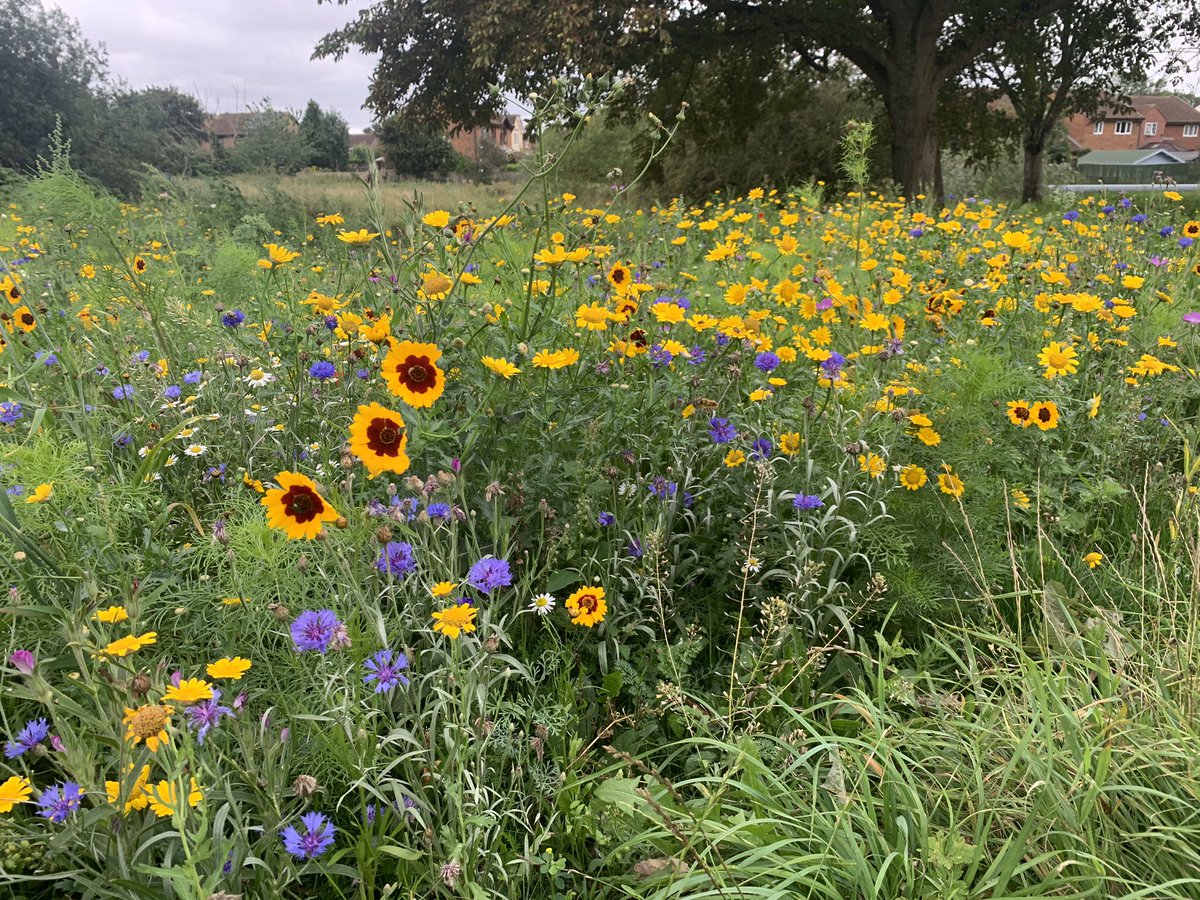 .<a href="/stwater/">Severn Trent</a> to be publicly praised for planting wildflowers in areas of Market Harborough &amp; Little Bowden, following the water pipe renewal programme - more on Hfm News &amp; here: harboroughfm.co.uk/more-praise-fo…