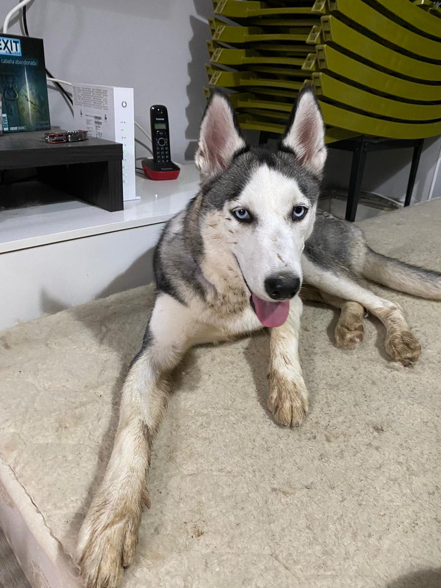 Estos días de lluvias y charcos más de uno se lo ha pasado de maravilla ocultando su blanco precioso 😄
Laska ha sido una de ellos.
Esperemos que haya sido un anticipo de la nieve que venga este invierno!
🐺❤️✌🏻🏡
#adoptada 
#adoptafelicidad 
#Huskiesatope 
#nordicosfelices