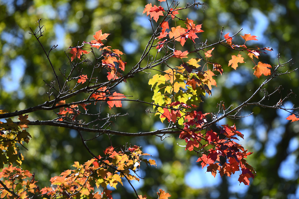 etsu's tweet photo. Happy first day of fall, Bucs! 🍂 https://t.co/XLF8ooqfHC