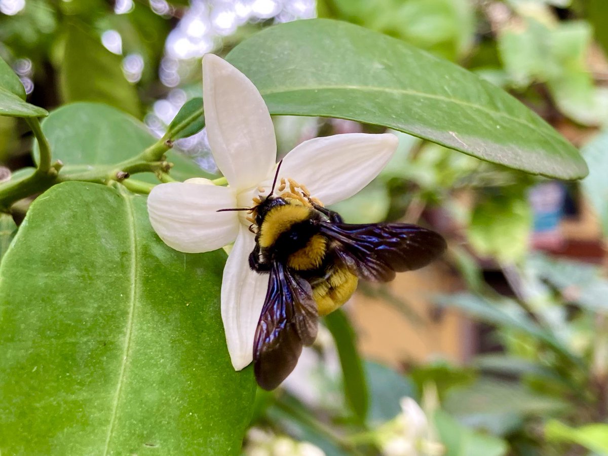 luis_vigosa's tweet photo. Abejorro, Bombus sp., Apidae #zoology #insects #entomology #bumblebee #taxonomy #apidae #bombus #bombini https://t.co/vY8fbF462w