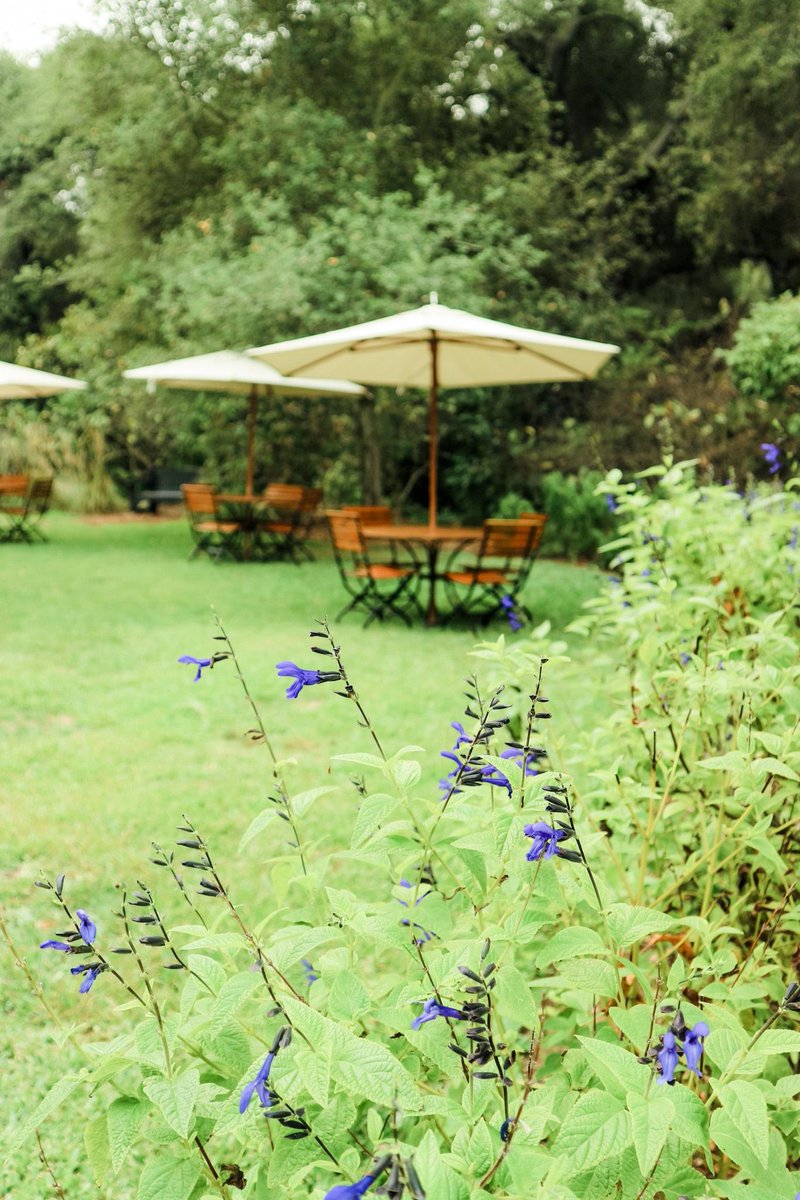 mapleatdescanso's tweet photo. Autumn is the time when our soul transforms with nature. It's the first day of #fall and there is no better way to enjoy the changing of the seasons than visiting the #DescansoGarden. Celebrate #Flavorsoffall #GourmetintheGarden  https://t.co/lo2HI0GQJP https://t.co/LRiUcGy7H9