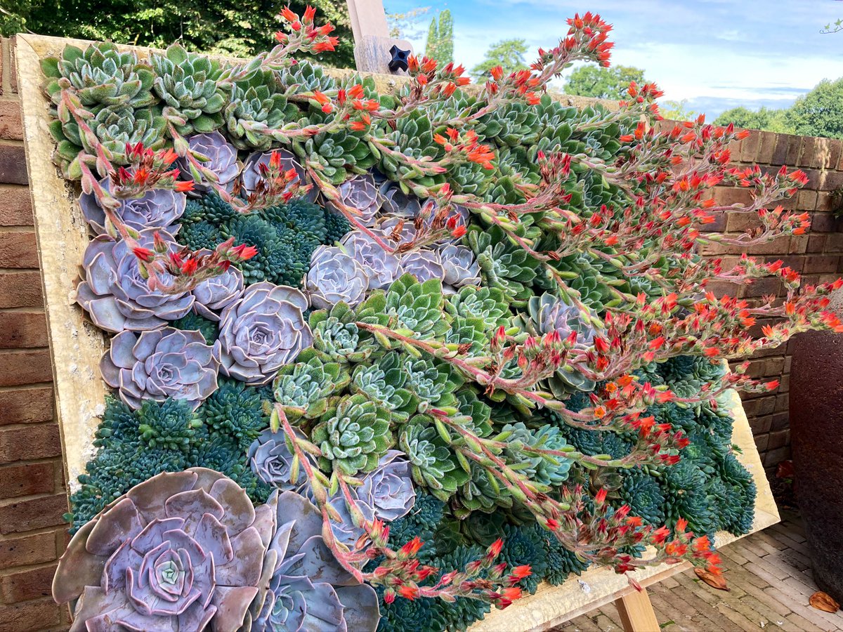 NoniSturge's tweet image. Love this 😊 #succulents in frames @RHSWisley 💚🌿