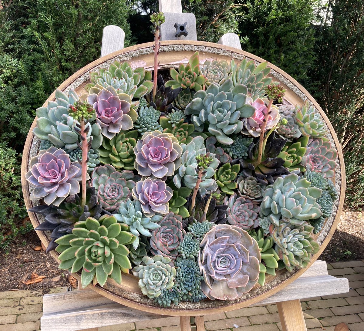 NoniSturge's tweet image. Love this 😊 #succulents in frames @RHSWisley 💚🌿