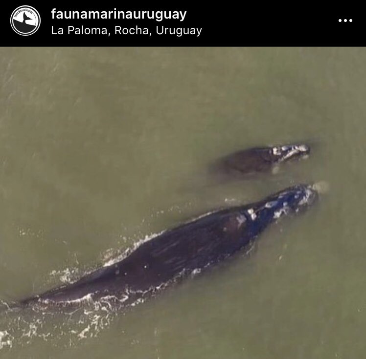 MarinaFauna's tweet photo. Ballena hembra con su cría, cerquita de la costa, Playa La Aguada, La Paloma(Rocha). Imágenes del 20/09 https://t.co/jNfYZjgYGh