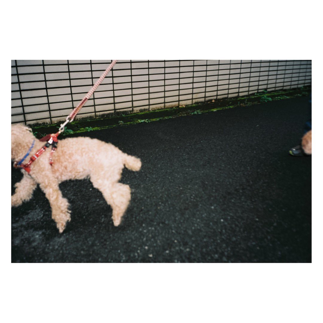 Miroku0310Rose's tweet photo. 『禍福』
*

#うつつ日和
#perfectday 
#seenewworld 
#filmphotography 
#filmisnotdead
#禍福　
#フィルム写真
#35mmfilmphotography
#olympusμ2 https://t.co/RatF1aNlWH