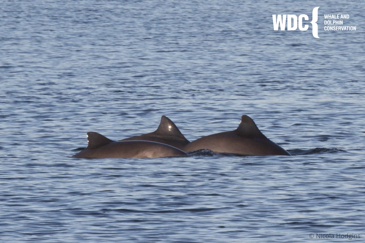 #ExtinctionEmergency ❌
The harbour porpoise population in the Baltic Sea is now only in the low hundreds.
We recently attended a meeting of northern European nations where a detailed conservation plan for the threatened population was passed 🎊 > bit.ly/2ZYcs9k