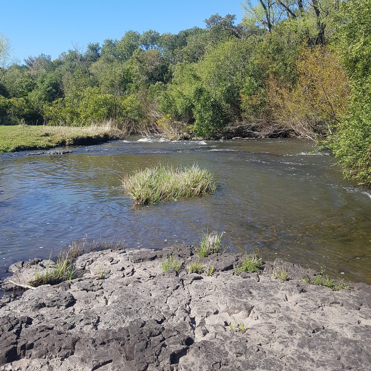 HidroData's tweet image. Felizz primavera! Monte ribereño y pastizales naturales, dos ecosistemas fundamentales para disminuir la contaminación de nuestras aguas. #loquenosemidenosepuedemejorar