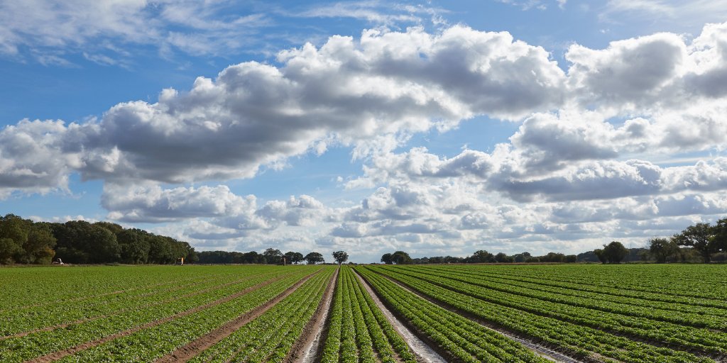 CN Seeds (@cnseeds) on Twitter photo Such a beautiful Coriander field. Widely grown in the UK, Coriander  (Cilantro or Chinese Parsley) is a really versatile herb. It comes from the Coriandrum sativum plant and is related to parsley and carrots!
#coriander #corianderfield #growingcoriander #cnseeds #grownintheuk Such a beautiful Coriander field. Widely grown in the UK, Coriander  (Cilantro or Chinese Parsley) is a really versatile herb. It comes from the Coriandrum sativum plant and is related to parsley and carrots!
#coriander #corianderfield #growingcoriander #cnseeds #grownintheuk