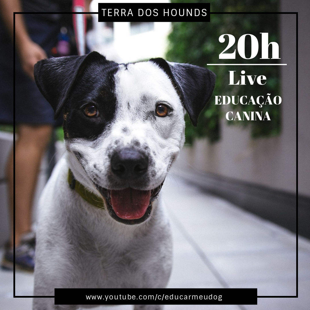 terradoshounds's tweet photo. Hoje é dia da nossa super live no canal do youtube! Venha aprender mais sobre educação canina às 20h (horário de Brasília).
https://t.co/9WDe6ITcg8
#EducarMeuDog #EducaçãoCanina #cachorros #psicologiacanina #cachorroétudodebom https://t.co/VaXR3l3MxS