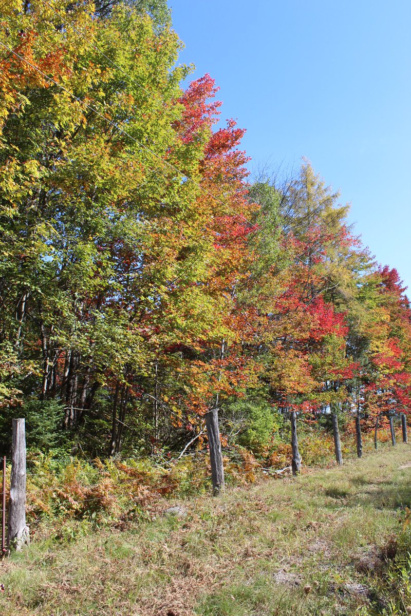 RLeClair_Wpg's tweet photo. Some pictures from my my parents place! Leaves are already changing in #NorthernOnt. Happy #firstdayoffall! ๐๐๐ #getoutside #explorecanada #ont #fallfashion #myfavouritetimeofyear https://t.co/ZtEfgDZ7VV