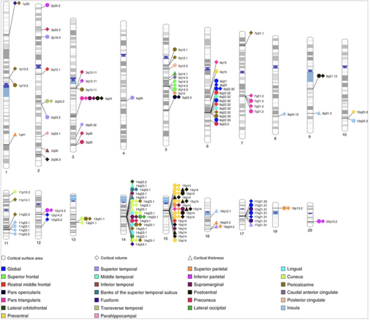 rdcu.be/b7x3J Thx to all the great collaborators across CHARGE Cohorts <a href="/chargetiger/">Charge Tiger</a> led by #Edith_Hofer, <a href="/Roshchupkin/">Gennady Roshchupkin</a> #Reinhold_Schmidt #Hieab_Adams  and to <a href="/enigmabrains/">ENIGMA Consortium</a>; we explored genetic underpinnings of cortical surface areas, thickness, volumes; many drug targets