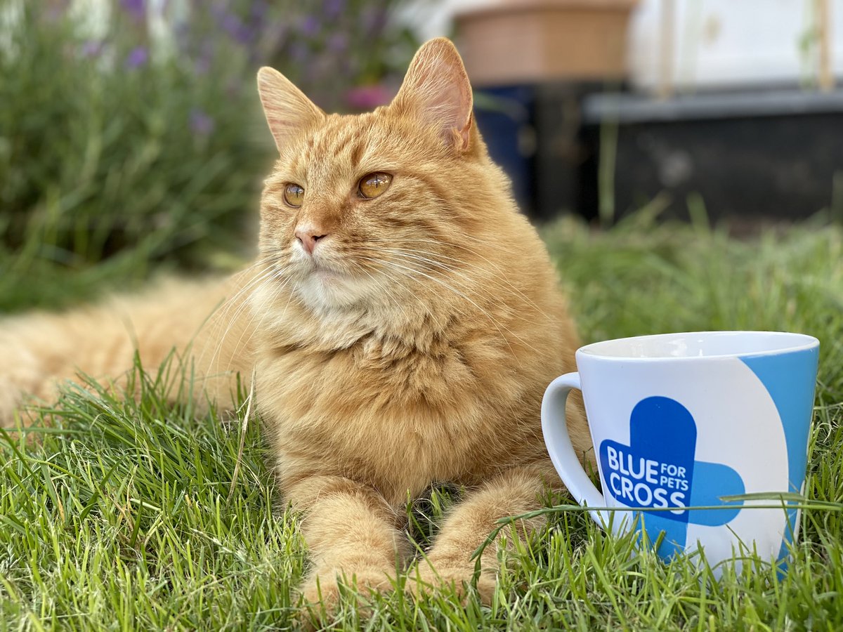 BlueCross_Media's tweet photo. Are you looking forward to tuning into the new series of #GBBO tonight? If you're feeling inspired to whip up some yummy treats then why not think about getting involved in our #PawsForTea campaign. Find details and recipes 👉https://t.co/vIR47EVRl6 https://t.co/B8cIUPw84h
