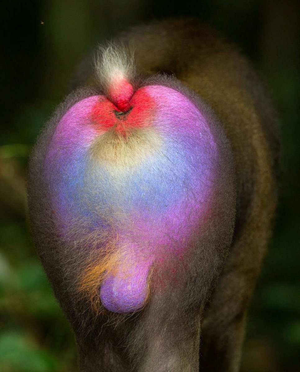 lovetheearther's tweet photo. This colourful Mandrill sure has a great butt 🤣

#mandrill #primate #primates #oldworld #oldworldmonkeys #savethemonkeys #monkeys #wildlifeperfection #wildlifephotos #wildlifephotography #NaturePhotography #animalsoftwitter #primatephotography 

https://t.co/yUCsI0qH7R https://t.co/FO6kIp8Jpv