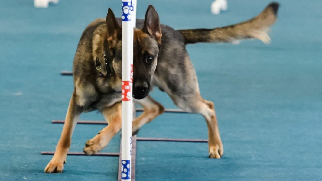 woofwelldogs's tweet photo. 'Success occurs when Preparation meets Opportunity'๐#WoofWellDogs #GermanShepherdDogClub #WoofWell Congratulations Rhonda & Bones๐ฆด #AKCAgilityTrials #1stPlace
๐ท by Rhonda Schloer Meath https://t.co/Fb1yO0fdMj