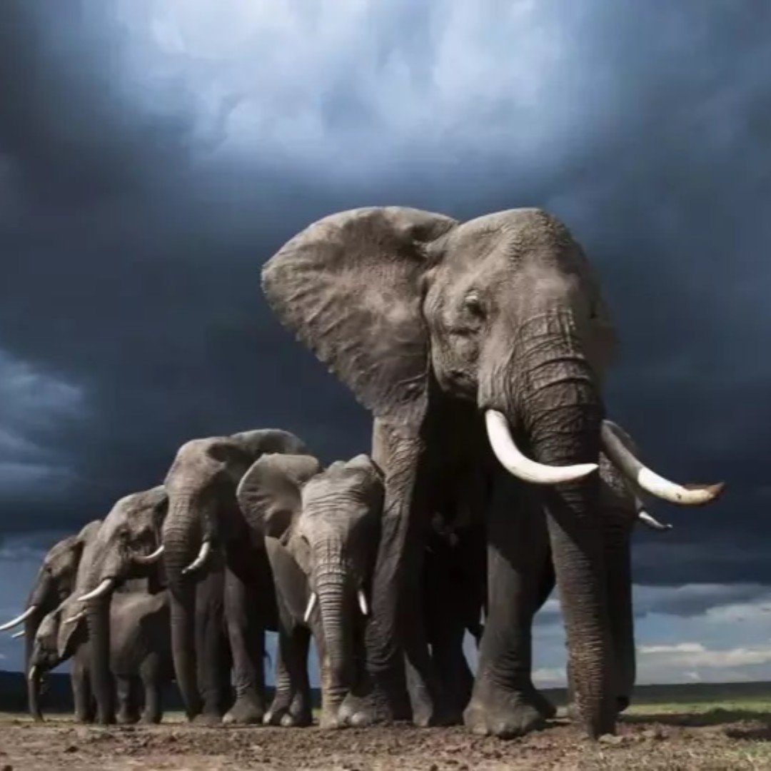 filmsat59's tweet image. Dreamflight @SkyKidsOfficial  from #truetonature  is available now on Sky Kids and and with the NOW TV Kids Pass #PostProduction from @filmsat59