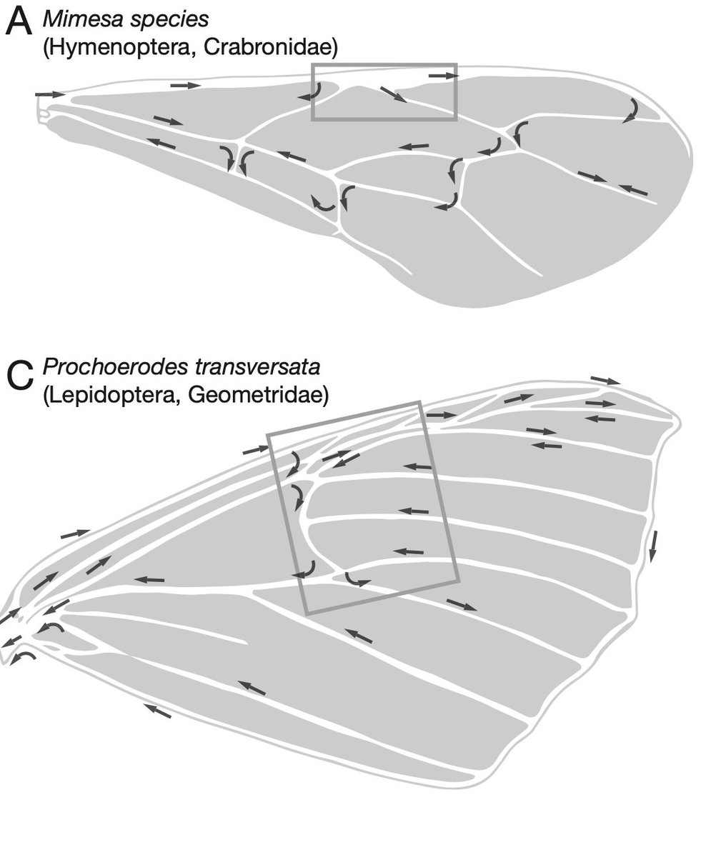 Fast-forward to the 1960s where John Arnold, using a microscope and a light source, mapped circulation in 100 insect species (14 orders). We highlight his work, bringing his meticulatous drawings to life. /6(Figures from the review below, redrawn/modified:  @MarySalcedo)