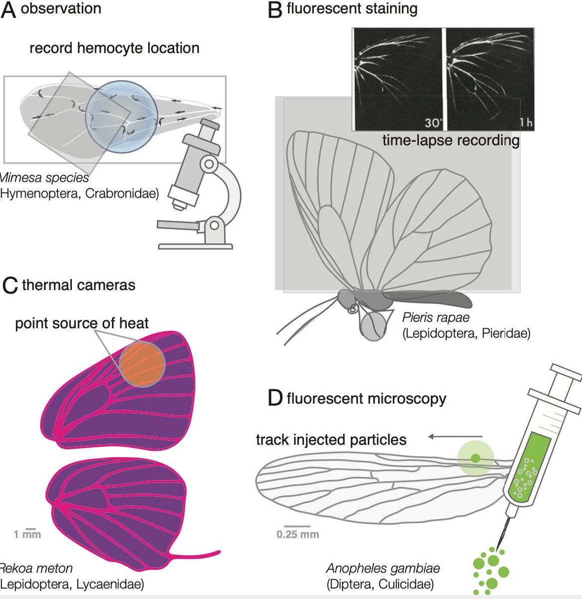 We discuss experimental techniques over the last 60 years to visualize the active circulation in hemolymph wings -- focusing on microscopy work, fluorescent staining, fluorescent spheres, and thermography. /7