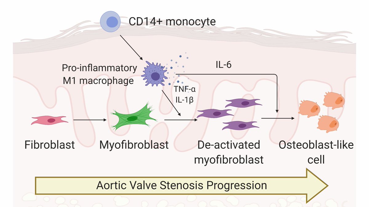 Celebrating our new publication in  @atvbahajournals! We show inflammatory macrophages drive an intermediate valve cell phenotype that may promote the switch from fibrosis to calcification in valve tissue. Awesome working w  @JoeCGrim!  @BioFrontiers1/n https://www.ahajournals.org/doi/10.1161/ATVBAHA.120.315261
