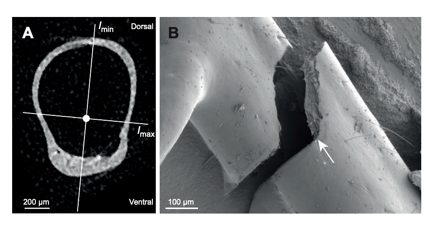 You might be asking - why wing circulation? Why wings? #1 Insect wings are robust, but they do break. Breaking = brittle, wings lose hemolymph and flexibility<5 min, fractured insect cuticle changes properties /10Dirks and Taylor (2012)doi: 10.1242/jeb.068221