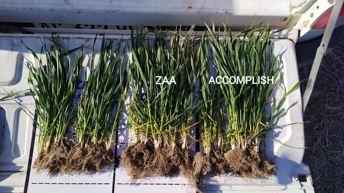 Evaluación de ensayo en trigo.
Map + Zaa aporte de Zn
Map + Accomplish catalizador bioquímico
Seguimiento del ensayo con Echelon