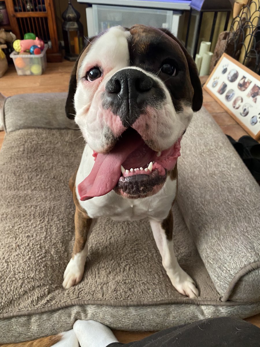 dtcb67's tweet photo. Happy Tongue out Tuesday Pals ๐ถ๐
๐ #boxerdog #boxerlover #boxergram #boxerfun #boxerarchie #boxer #boxerworld #boxerboys #boxerbrothers #boxerdogs #boxercooper #boxerlife #boxerfam #boxerdoglife #boxerfeatures #boxerfrank #boxerlovers #boxeraddict #boxers #boxersoftwitter https://t.co/bl0fVMrCH8